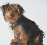 Nonshedding dog breed Maltese