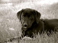 black lab puppy