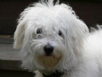 Hypoallergenic Dogs Malti-poo Hyperallergenic dog