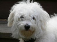 Malti-poo Hyperallergenic dog