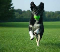 Active Dog Fetching Ball Adopt Dog