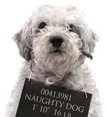 Dog Training.com: Does Online Dog Training Suck? oneline dog training suck