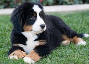 healthy big dog breeds