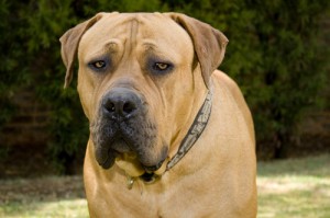 Boerboel Large and Medium Dog Breeds