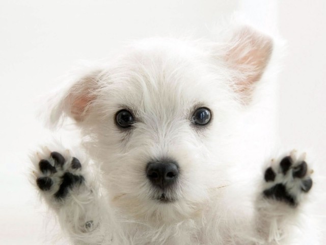 Cute Dog Paws Up Genetic Skin Urinary and Reproductive Disorders Mixed Breed Dogs
