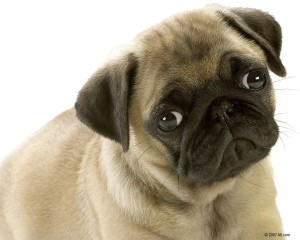Cute Pug Genetic Endocrine Disorders mixed breed dogs