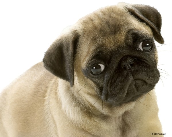 pug genetic disorders