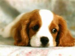 Thinking about getting a Purebred Dog? Thinking about getting a purebred dog spaniel puppy