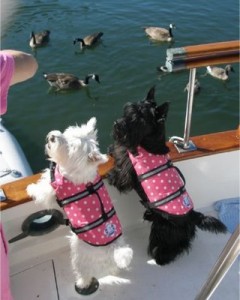 Dog life jacket