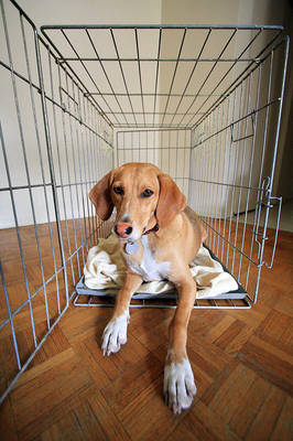 Giant Dog Crates