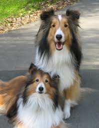 Dog Grooming Tips Sheltie