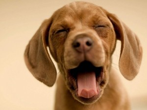 Yawning Dog Genetic Disorders Mixed Breed