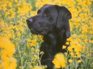 Black Lab Flowers