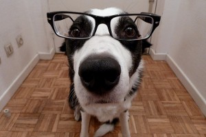 A Border Collie in Glasses by by Monsieur Gordon