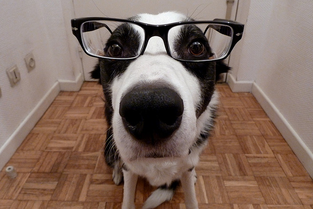 Photo: Cute Border Collie in Glasses