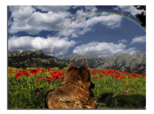 A German Shepherd in the field by jacilluch