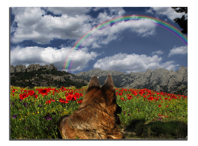 Photo: German Shepherd in the Meadow