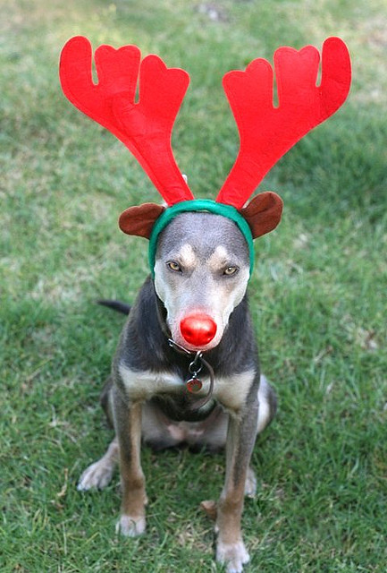 Photo: It’s a Doggy Christmas in August