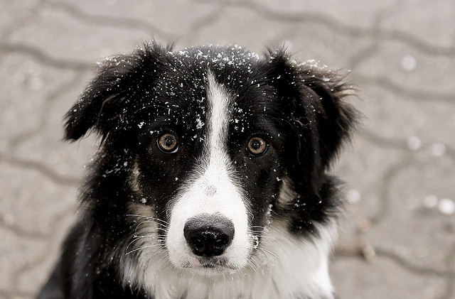 Photo: Border Collie in the Snow