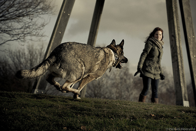 Photo: German Shepherd in the Park