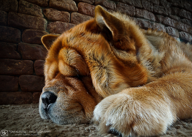 PHOTO: Cute dog of the week Chow Chow