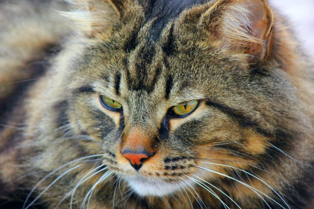 Treat Your Cat Like A King With These Tips