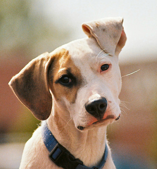 Ensure a Long, Happy Life for Your Beloved Pet with a Quality Animal Hospital Ensure a Long, Happy Life for Your Beloved Pet with a Quality Animal Hospital