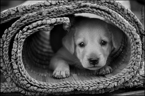 Cute puppy dog by Sukanto Debnath on Flickr