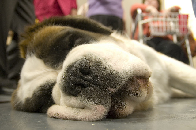 Adorable St Bernard: Sunday Photo