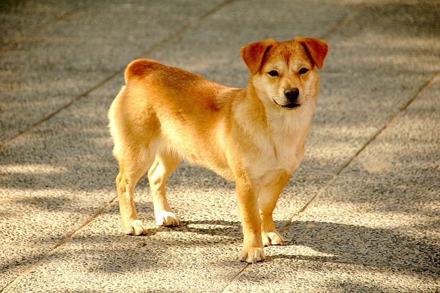 Another Adorable Puppy: Friday Photo