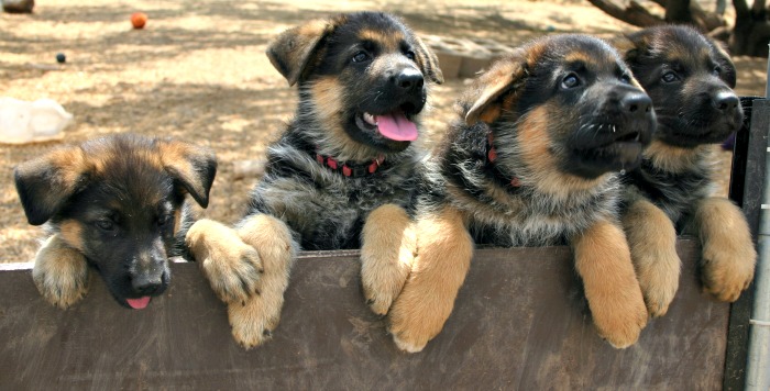 Protecting Your Pup from Potential Kennel Dangers MF