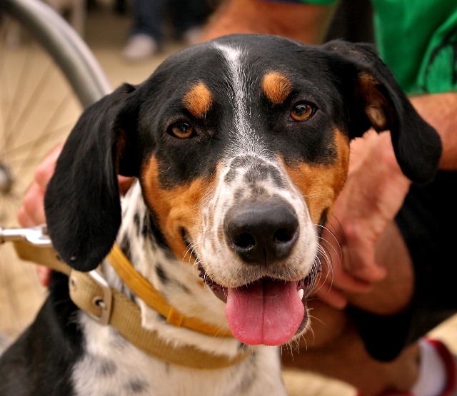 Photo Friday: Our Brown Eyed Puppy