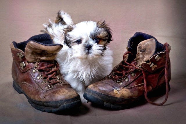 Cute Puppy with shoes MF