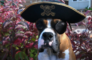 Pirate dog by petsadvisor on Flickr