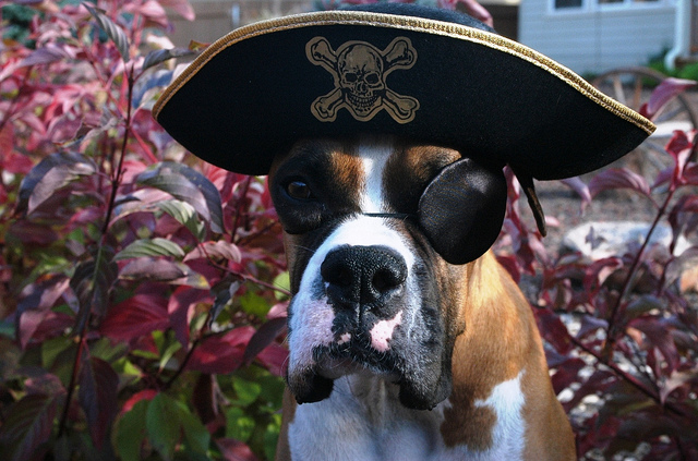 Photo: Happy Official Talk Like a Pirate Day Dog