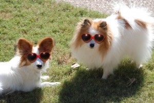 What do you mean summer's over? Dogs in sunglasses