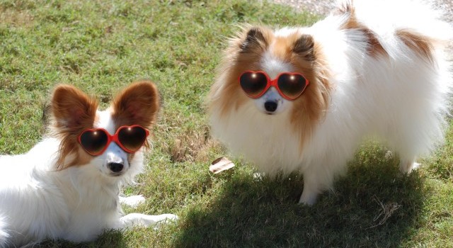 What do you mean summer's over? Dogs in sunglasses
